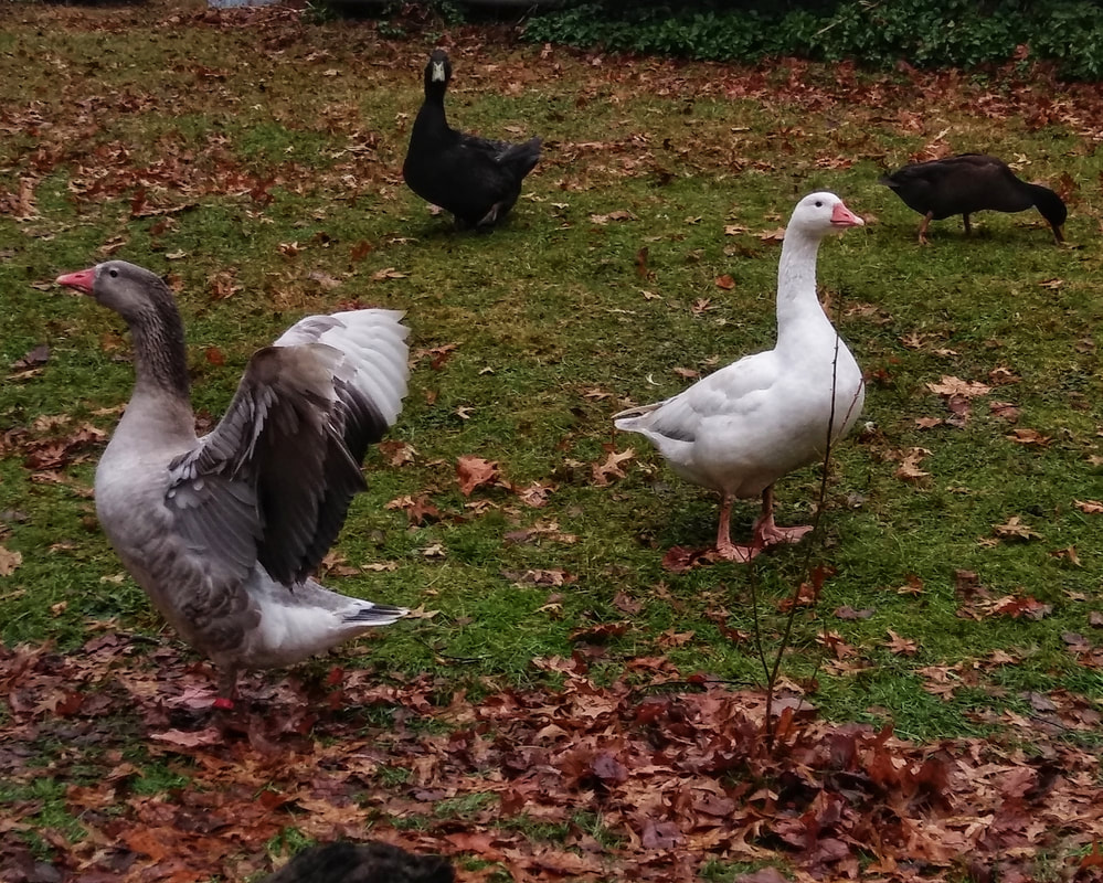 Cotton Patch Geese