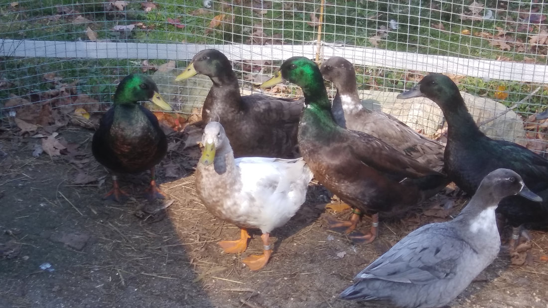 Pachaug Forest Duck Group