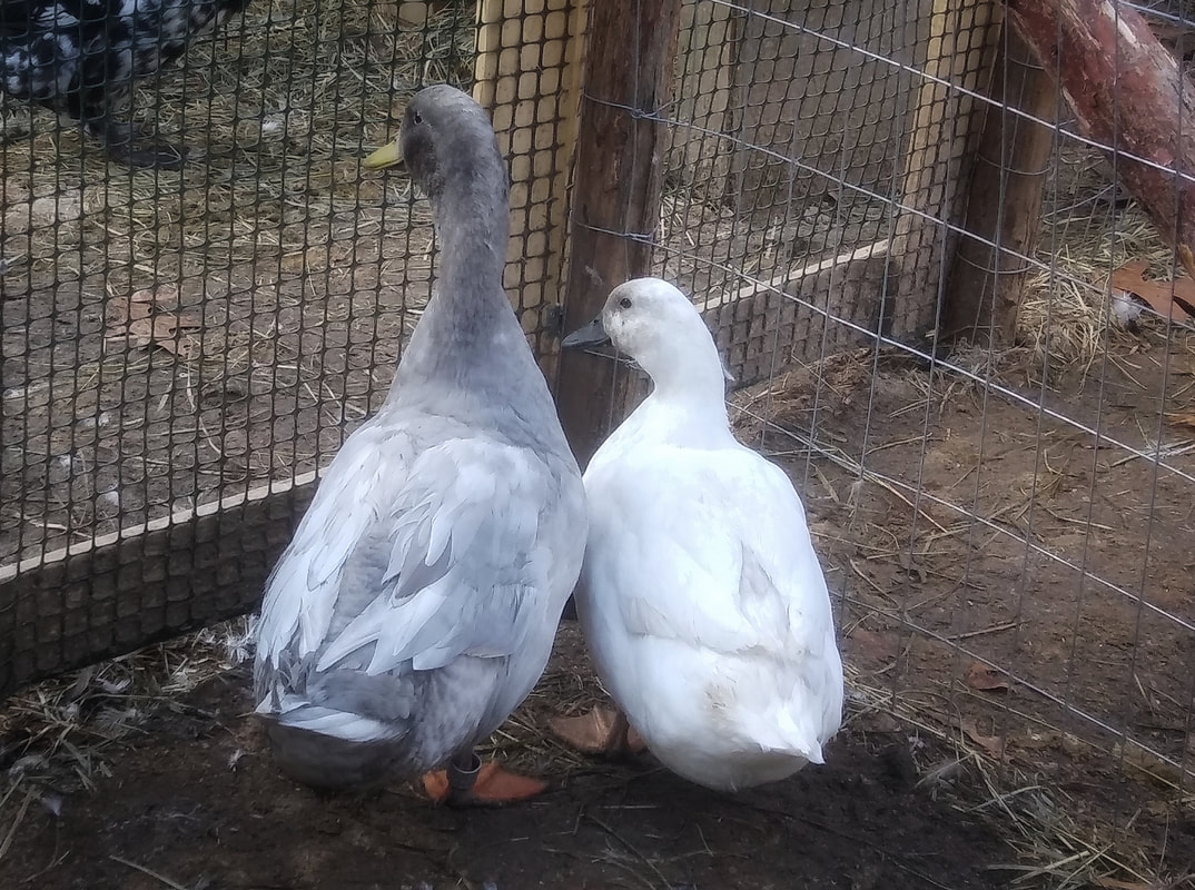 Silver Cayuga Duck Pair