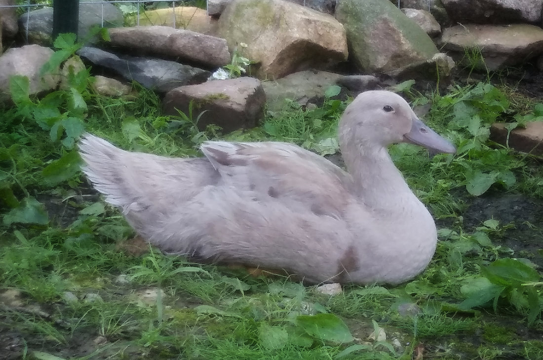 Lavender Cayuga Duck