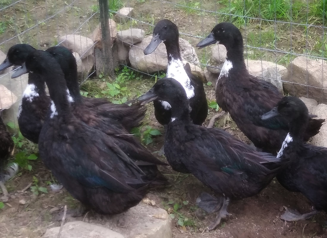 Shetland Ducks