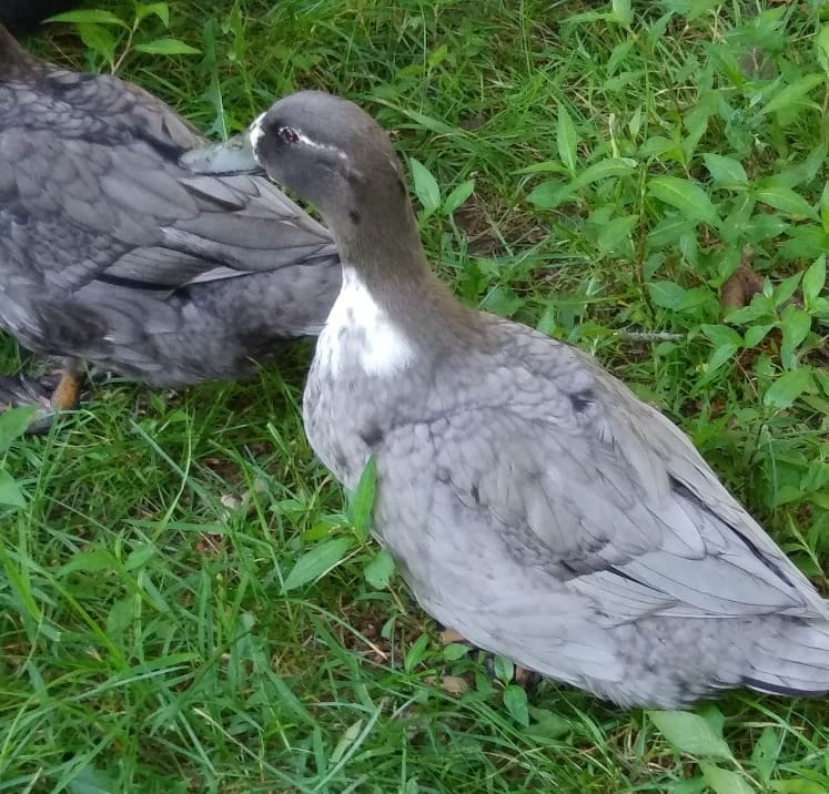 Pachaug Forest Duck